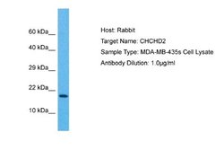 CHCHD2 Rabbit anti-Human, Polyclonal, Novus Biologicals 0.1 mL | Buy Online | Novus Biologicals | Fisher Scientific